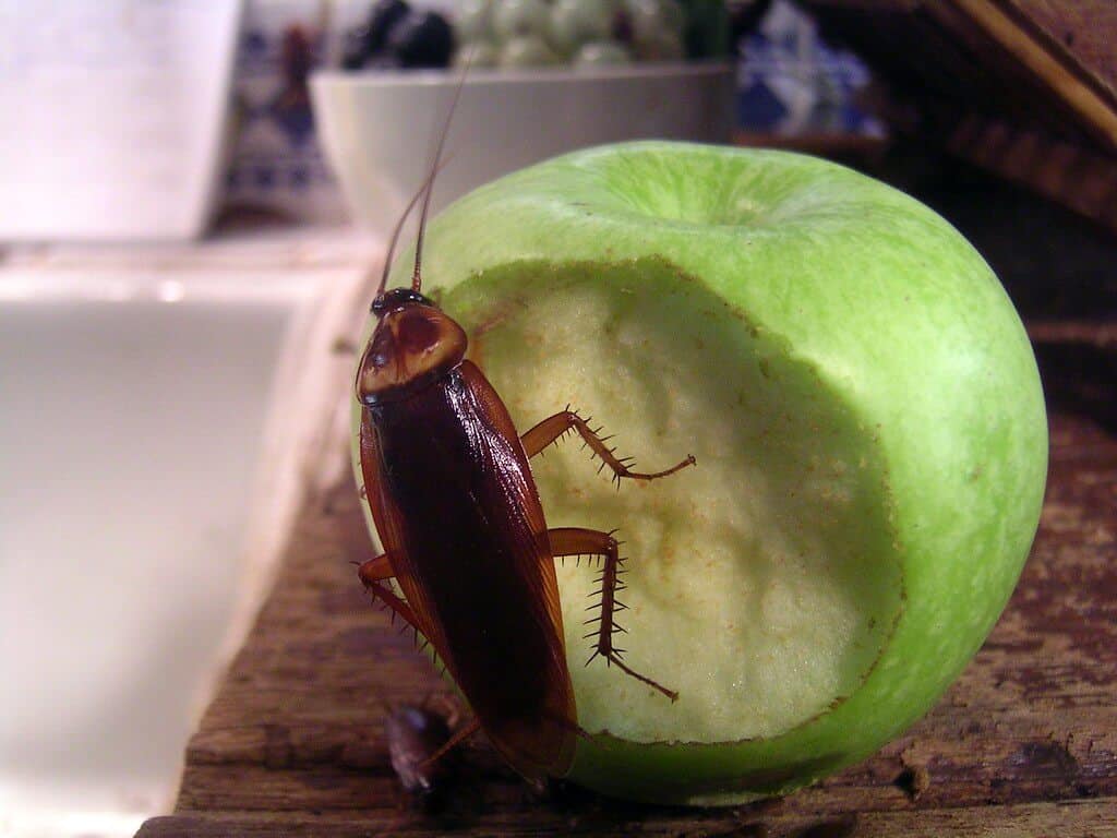 How To Get Rid Of Cockroaches In Kitchen Cabinets Kitchen Crawlers